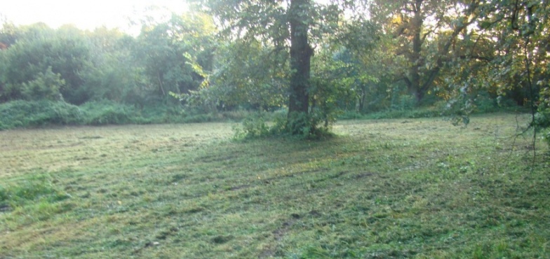 30 klonów na 100-lecie odzyskania niepodległości. Posadzą drzewa w parku
