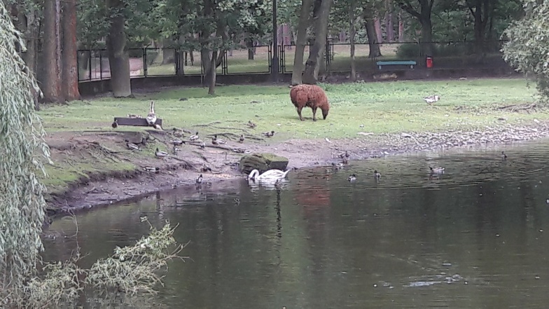 Dzięki mieszkańcom Konina przetrwał zimę. Uratowany łabędź nie zamierza opuścić stawu w Mini Zoo