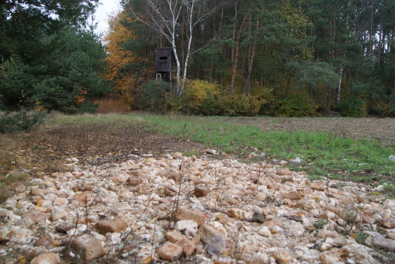 Myśliwi pomagając rolnikom, dokarmiają zwierzęta chlebem. – To niedopuszczalne – mówią leśnicy. 