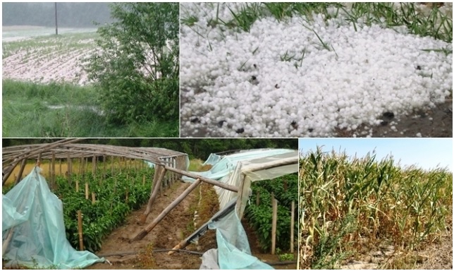 Susza, gradobicie, zima? Jeszcze kilka dni rolnicy mogą składać wnioski o pomoc