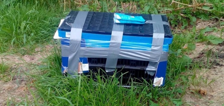 Bezduszność ludzi nie ma granic. Koty w zaklejonej skrzynce podrzucono pod bramą schroniska