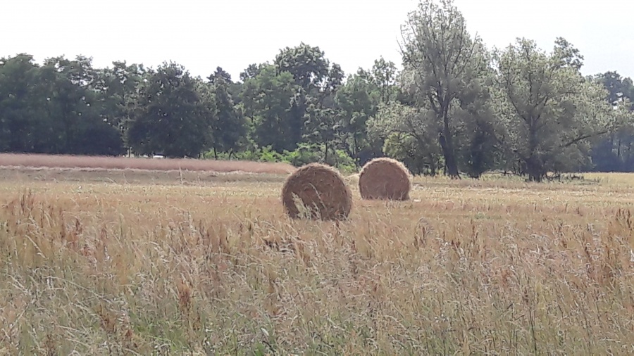 Plony wyższe, ceny niższe. Rolnik znowu nie zarobi?