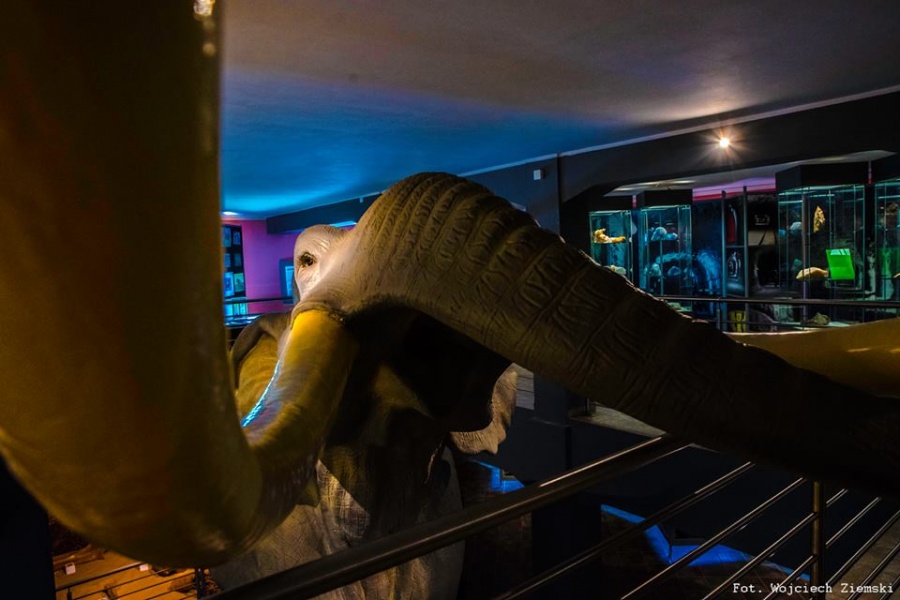 Słoń leśny z konińskiego muzeum ma imię. Wygrała propozycja pani Doroty