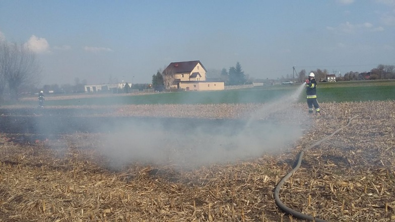 Pożar na polu kukurydzy. 60 arów w ogniu