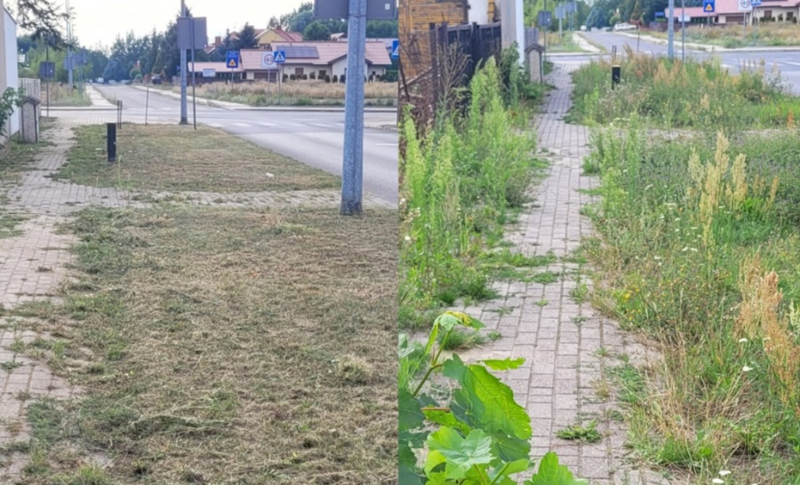 Czy miasto zarasta chwastami? Czasem świadomie nie ma koszenia  