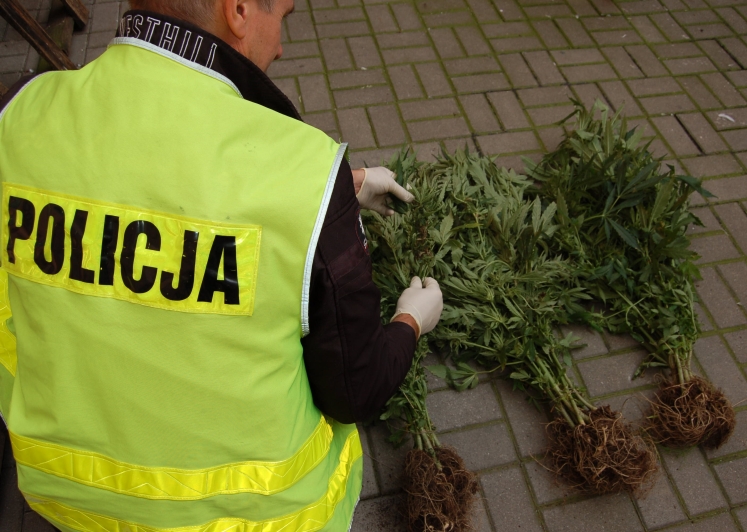 Policjanci zlikwidowali plantację konopi indyjskich. Znaleźli 28 krzewów