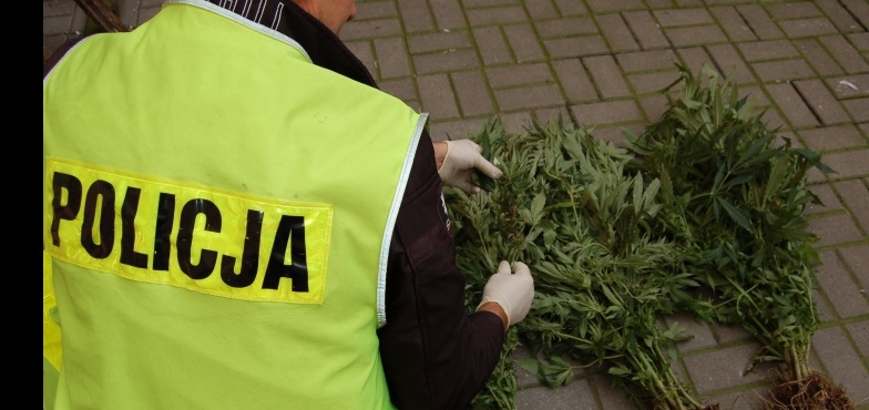 Policjanci zlikwidowali plantację konopi indyjskich. Znaleźli 28 krzewów