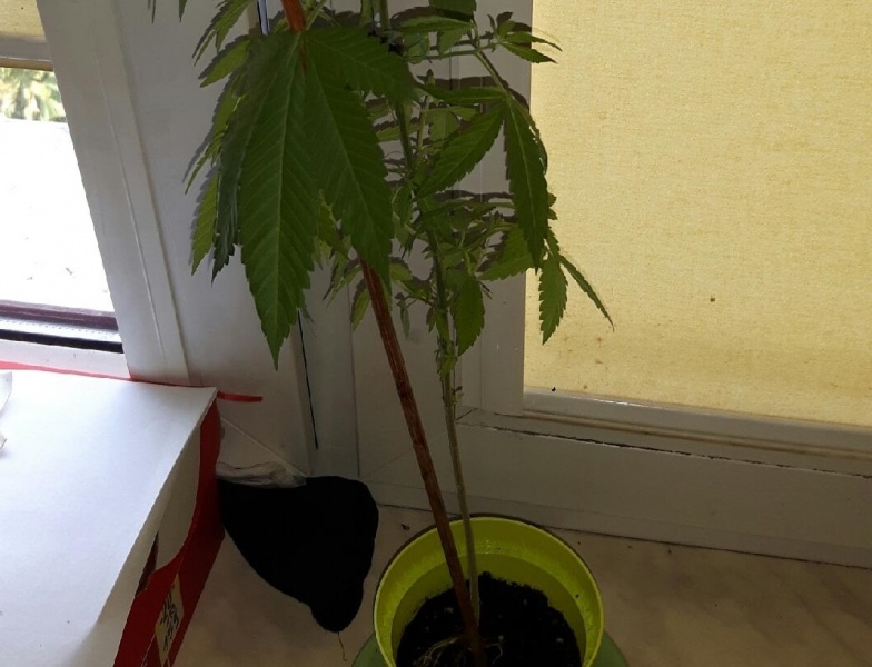 Dwóch chłopców w szpitalu po dopalaczach. Kolega poczęstował ich papierosem na boisku