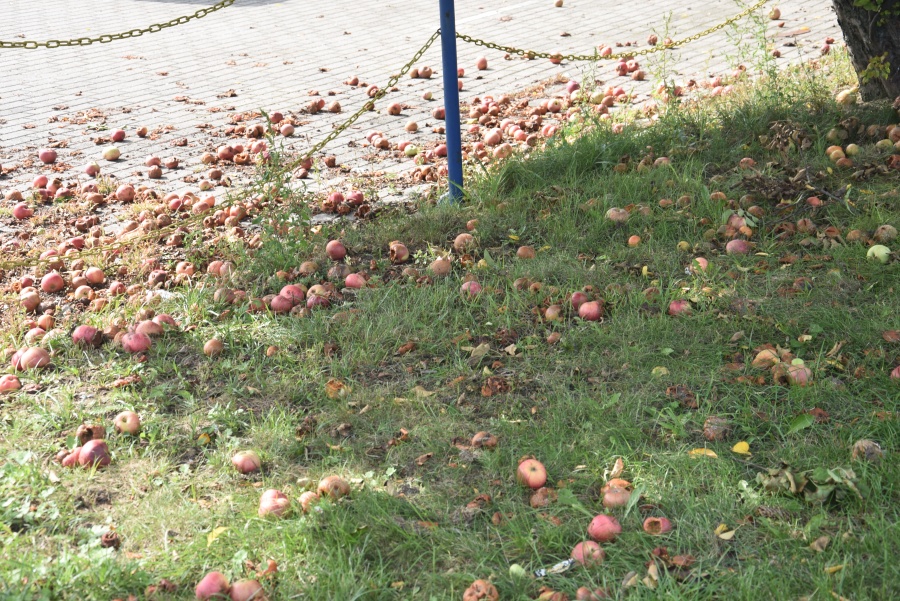 Jabłka spadają na przechodniów. Duże owocowe drzewa rosną przy chodniku