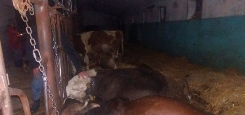 15 krów zabitych, ludzie cudem uniknęli śmierci. Poraził je prąd z zerwanej linii