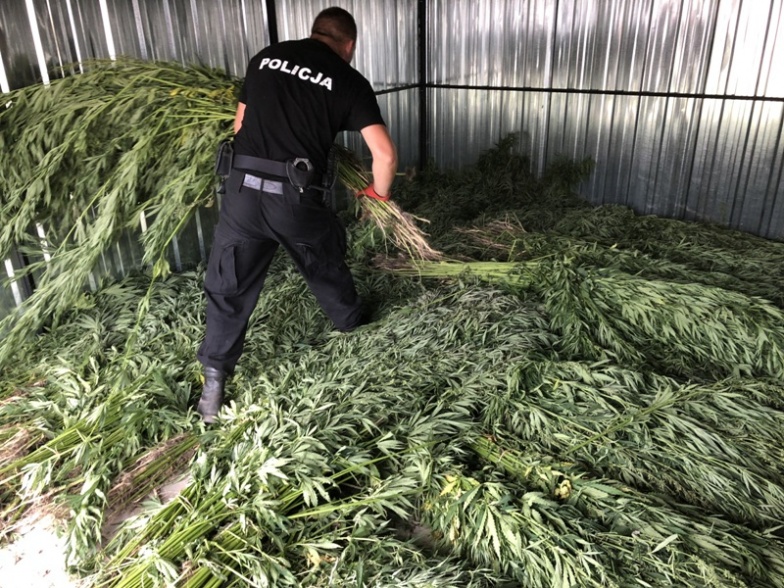 Policjanci zlikwidowali plantację konopi. Zniszczyli 4 tysiące krzaków 