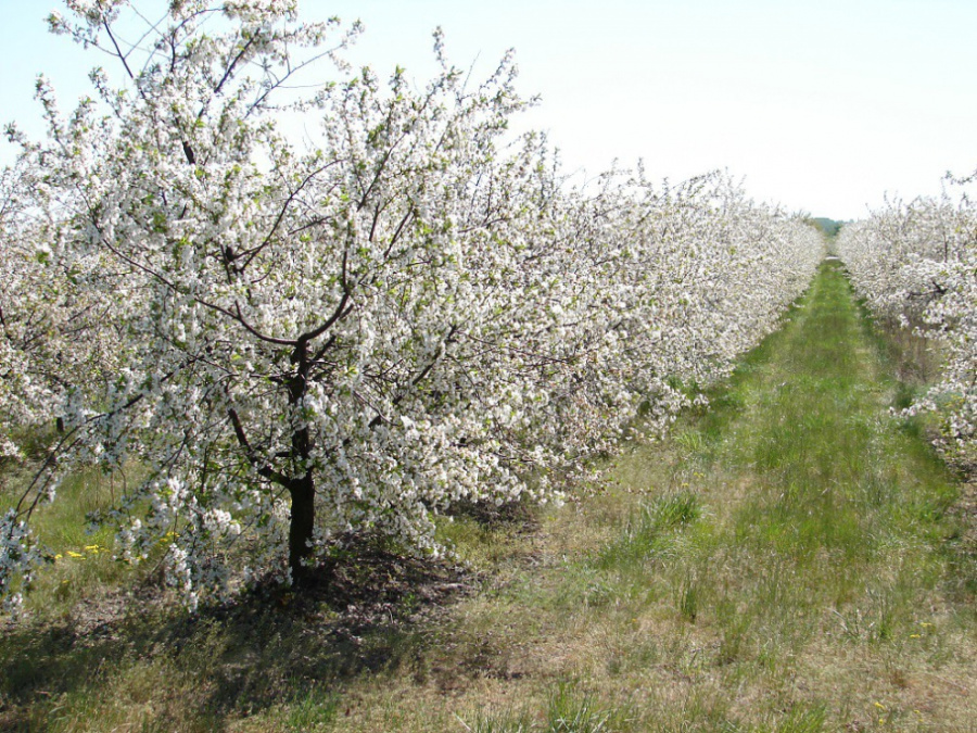 Plantatorzy liczą straty. Wymarzły czereśnie, wiśnie i truskawki 