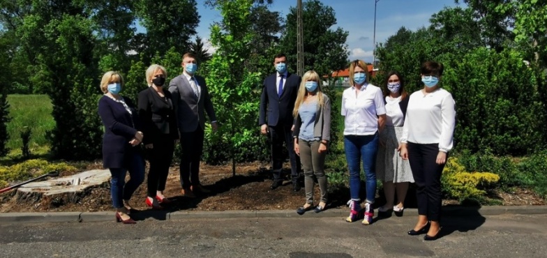Zagłosowały 282 osoby. Jak nazywać się będzie drzewo przy urzędzie gminy? 