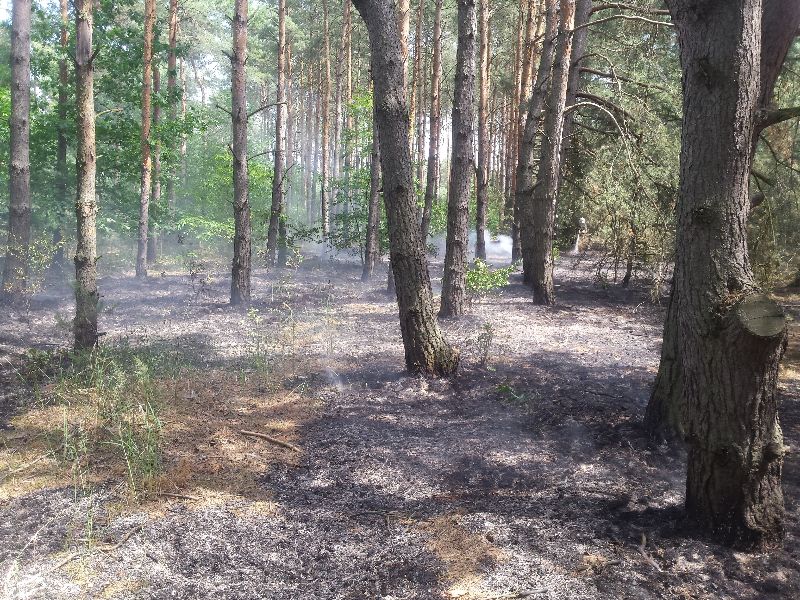 Strażacy podsumowali tydzień służby. Wzywani na pomoc 44 razy