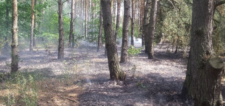 Strażacy podsumowali tydzień służby. Wzywani na pomoc 44 razy
