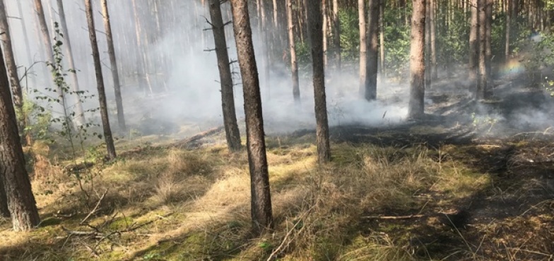 Podpalenie w środku lasu? Już kolejny raz strażacy walczyli z ogniem w Ostrowie 