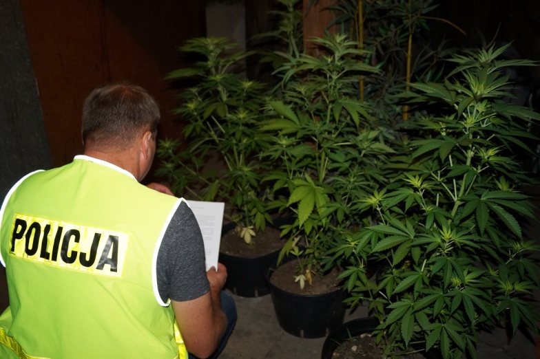 Marihuanę uprawiał w domu, później w lesie. 18-latek w rękach policji 