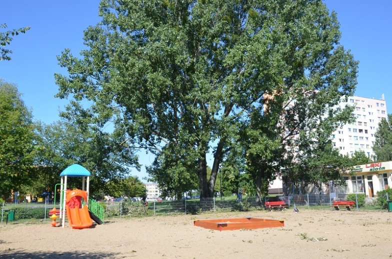 Czytelnicy alarmują po wichurze! Niebezpieczne drzewa przy placach zabaw