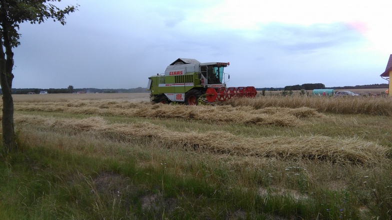 Kombajny wyjechały na pola. Na razie nie wiadomo, jakie będą zbiory