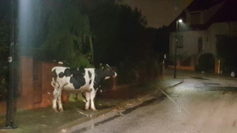 Krowa uciekła gospodarzowi. Spacerowała ulicami Konina