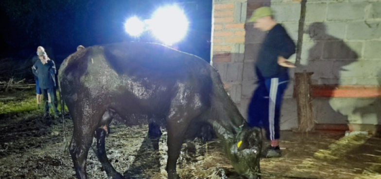 Trudna akcja strażaków. Uratowali krowę