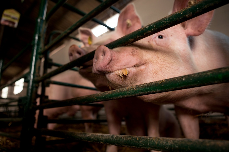 Choroba zabijająca stada świń już niedaleko. Weterynarz apeluje: bioasekuracja to podstawa!