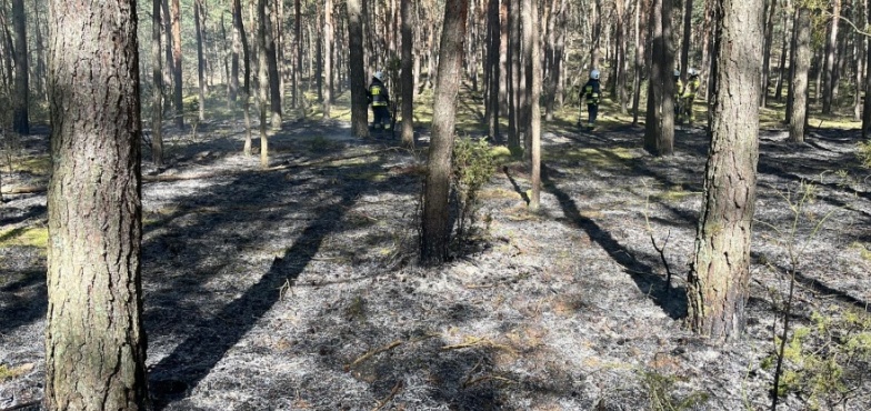 Samolot gasił pożar lasu w Małoszynie
