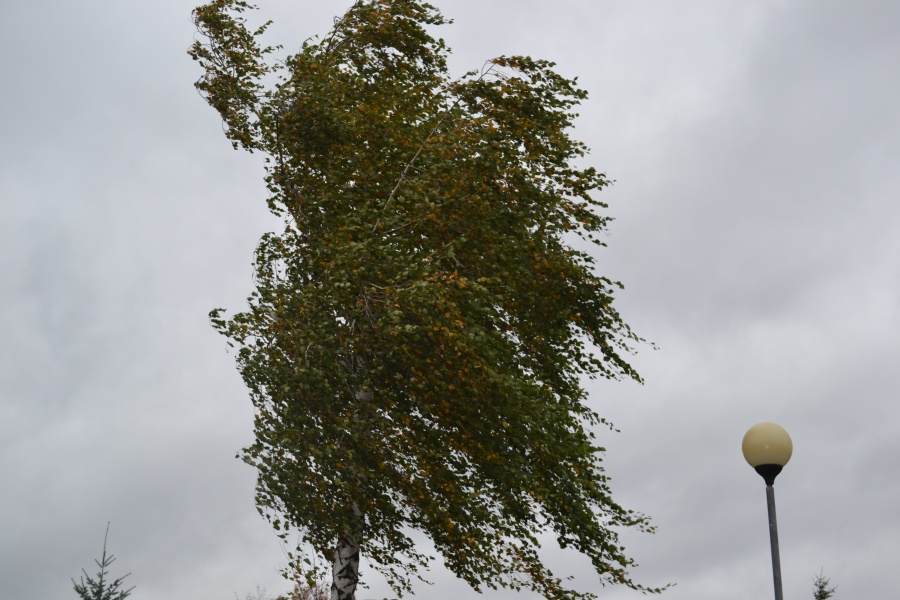 Meteorolodzy zapowiadają silne podmuchy wiatru 