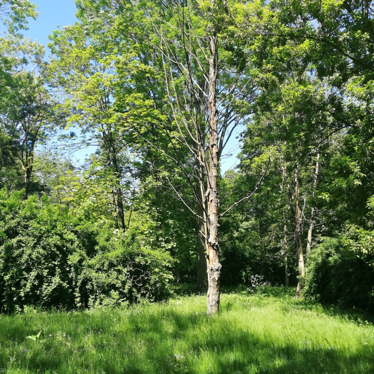 W tym roku park wygląda inaczej. Trawa nie będzie koszona