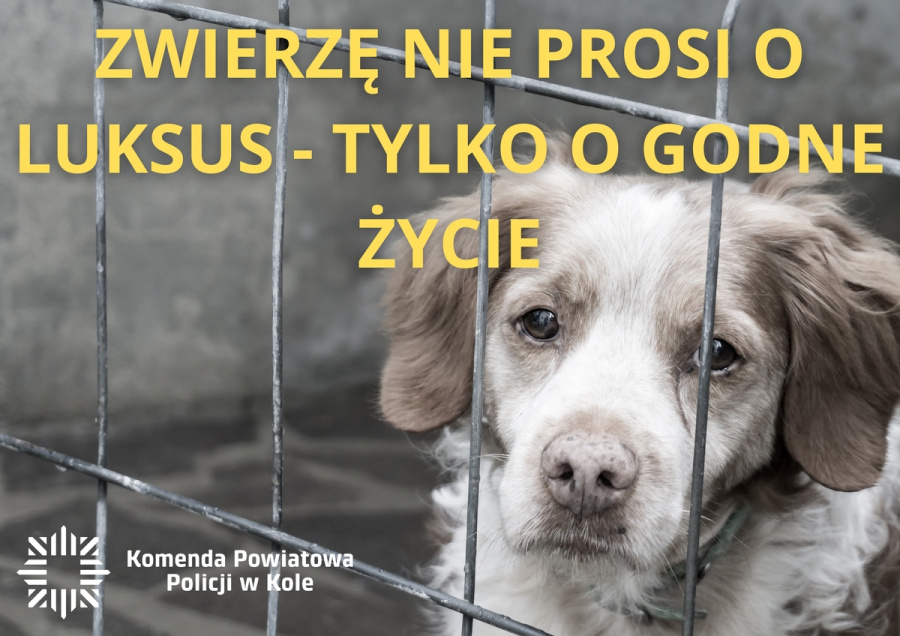 Zwierzęta bez jedzenia, wody i opieki. Interweniowali policjanci