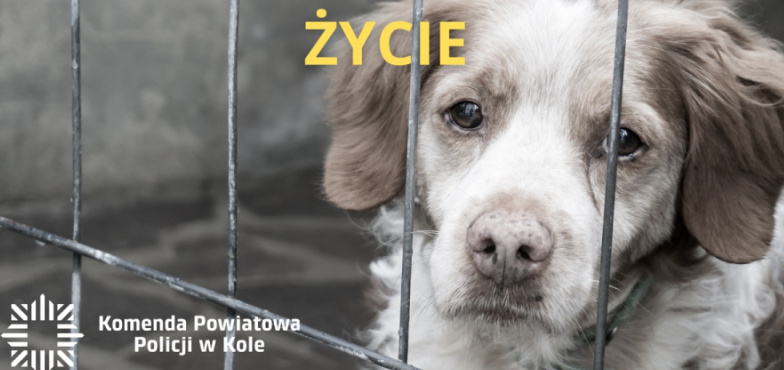 Zwierzęta bez jedzenia, wody i opieki. Interweniowali policjanci