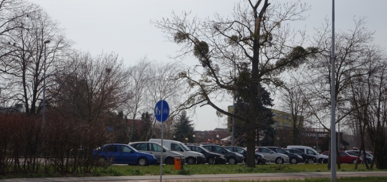Gałęzie spadają na samochody. Kiedy suchy kikut drzewa zostanie usunięty?