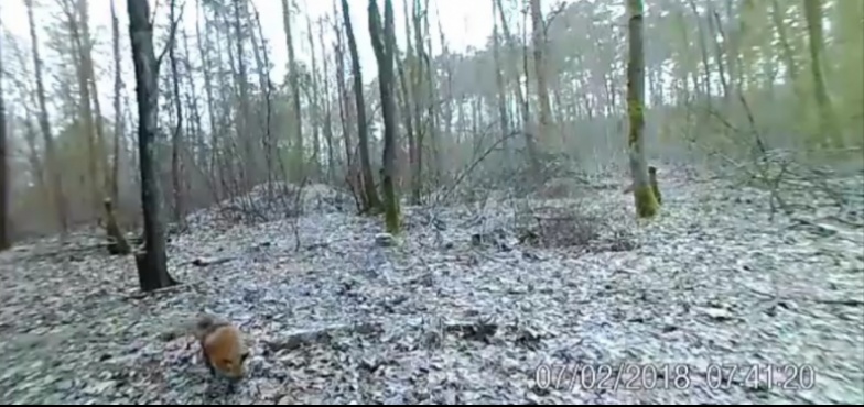 Leśnicy ostrzegają. Jakie zagrożenia czyhają na czworonogi w lasach?