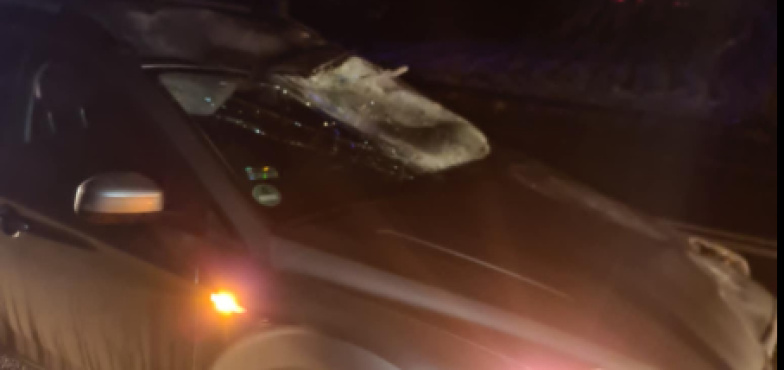 Auto osobowe zderzyło się z łosiem