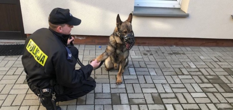 Goran „stawił się do służby”. Policjanci mają czworonożnego funkcjonariusza