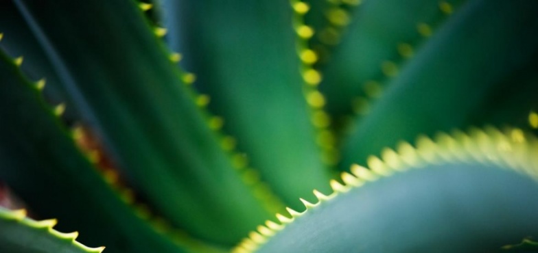 Aloes drzewiasty. Jakie ma właściwości lecznicze?