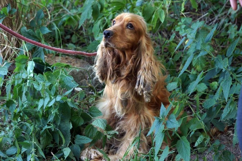 Do kogo należał cocker spaniel? Może odpowiedzieć przed sądem. Dziś psa przywiązano obok konińskiego schroniska 