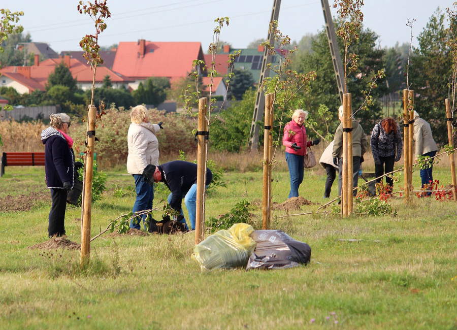 Kolejne miododajne drzewa na ulicy Słonecznej