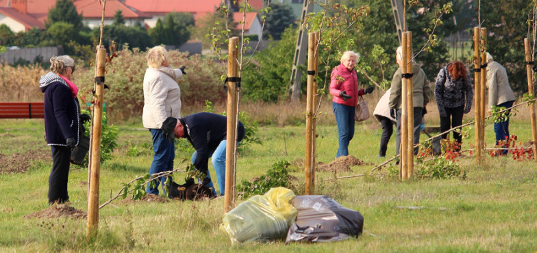 Kolejne miododajne drzewa na ulicy Słonecznej