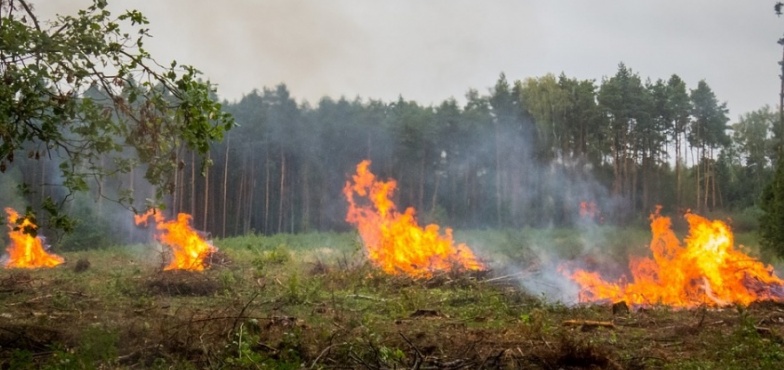 UWAGA! Najwyższy stopień zagrożenia pożarowego w lasach. Wystarczy iskra