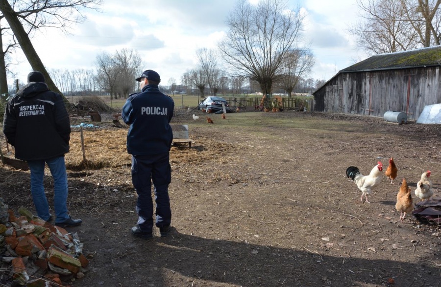 Hodowcy mogą już wypuszczać kury. Złagodzono środki ostrożności przed ptasią grypą