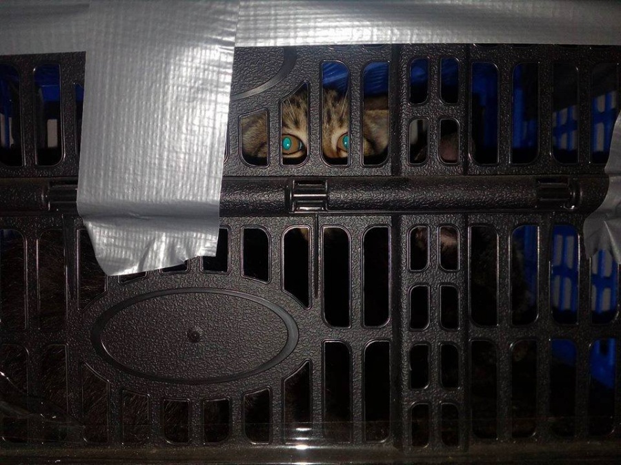 Koty w skrzynce przed bramą schroniska. Zostawili je, bo chcieli uratować 