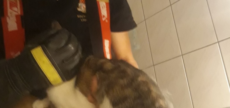 Kot uwięziony w przewodzie wentylacyjnym. Pomogli strażacy  