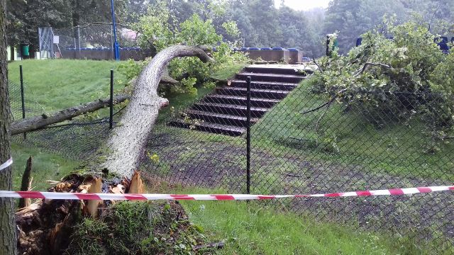 Powalone drzewo na stadionie. Interweniowali strażacy