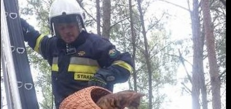 Ściągnęli kota z drzewa. Pomoc wezwał właściciel 