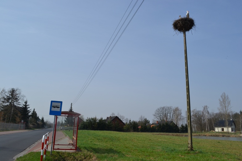 Bocian z Rozalina przetrwał kolejną zimę. Teraz znów zakłada rodzinę 
