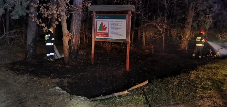 Płoną trawy i poszycie leśne. Strażacy gasili ogień w nocy