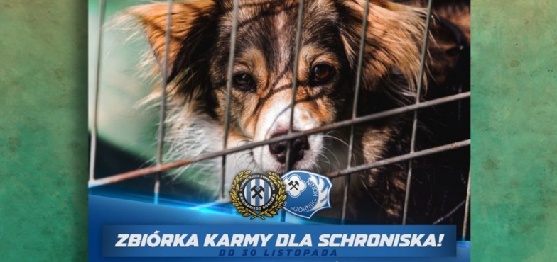 Darmowa wejściówka na mecz za kilogram psiej lub kociej karmy. Górnik pomoże znów schronisku przy Gajowej 
