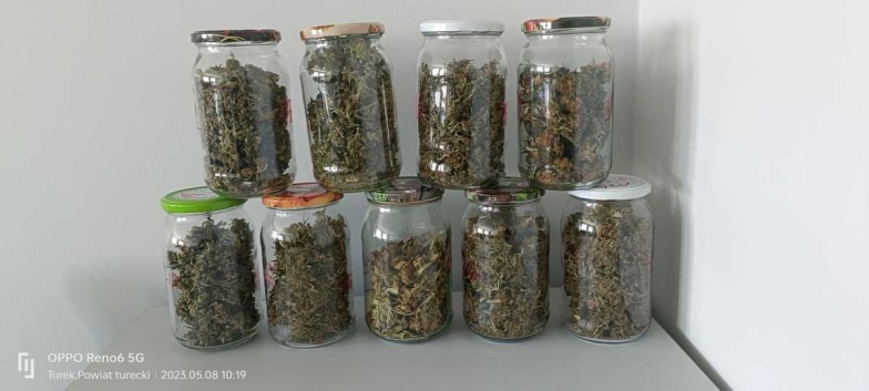 16 krzaków i 3 kilogramy suszu na poddaszu. Policjanci z Tuliszkowa zlikwidowali uprawę konopi