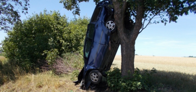 Ford na drzewie! Kierowcy nic się nie stało